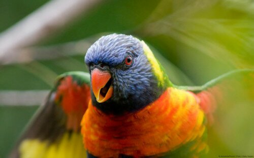 beautiful_lorikeet_parrot_by_farhanx-d5u0ddv