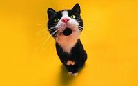 funny-cat-staring-wallpapers_19922_1024x768