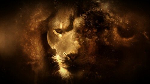 lion_hd_wallpaper