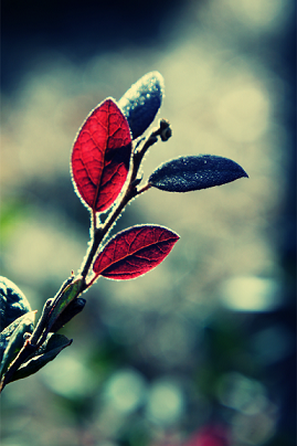 iphone 4 wallpapers