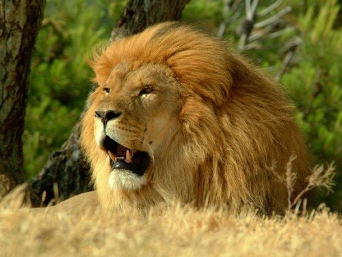 lion pictures