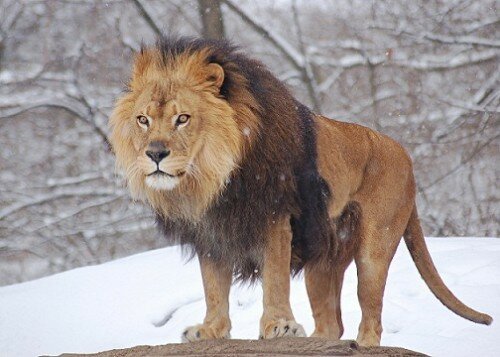 lion images