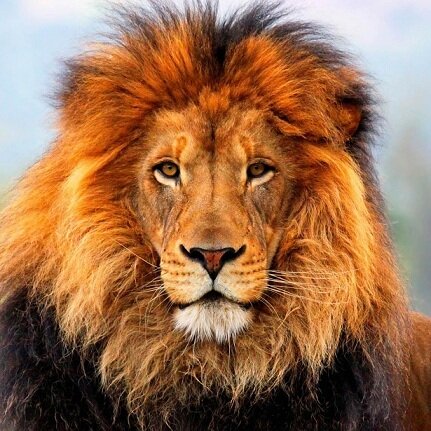 lion pictures