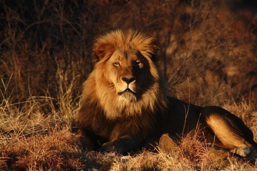 lion pictures