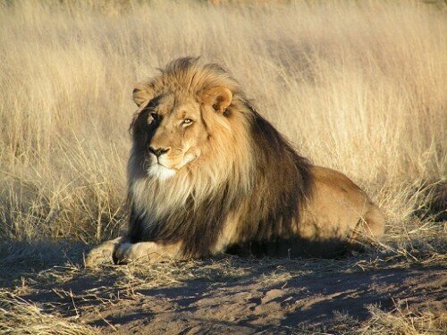 lion 