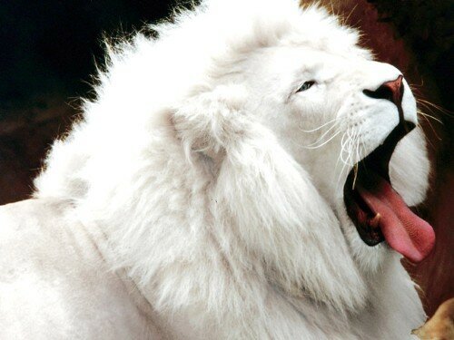 lion pictures