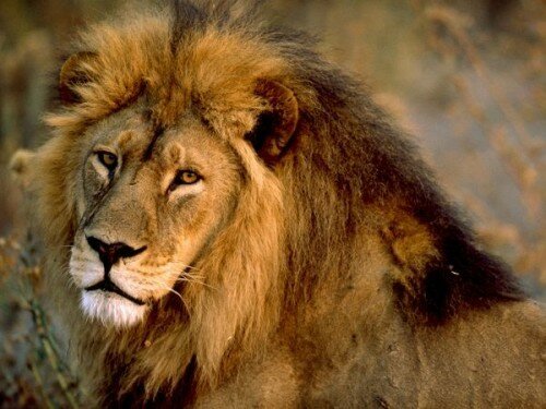 lion pictures