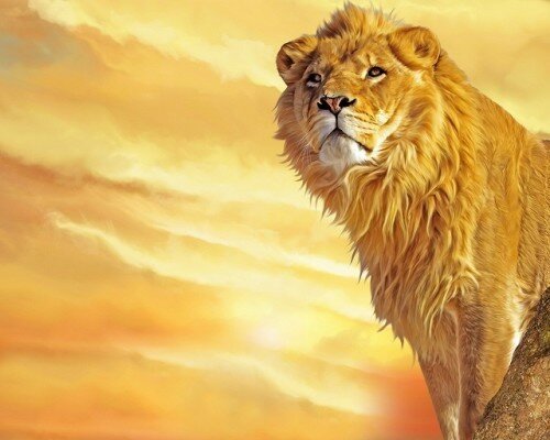 lion pictures