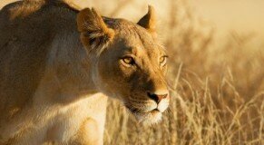 lion-female-2560x1600