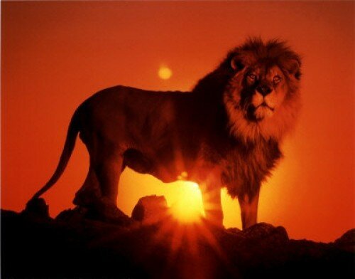 lion pictures