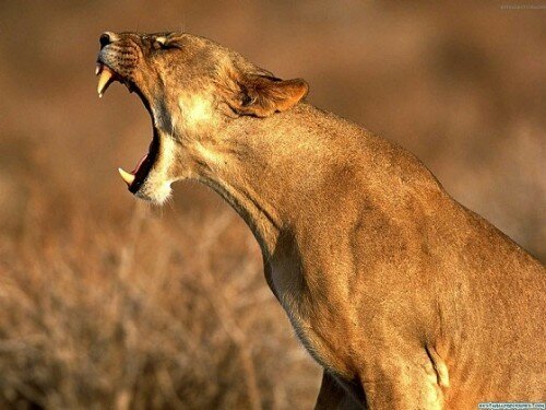 lion pictures