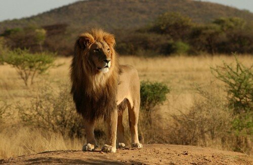 lion pictures