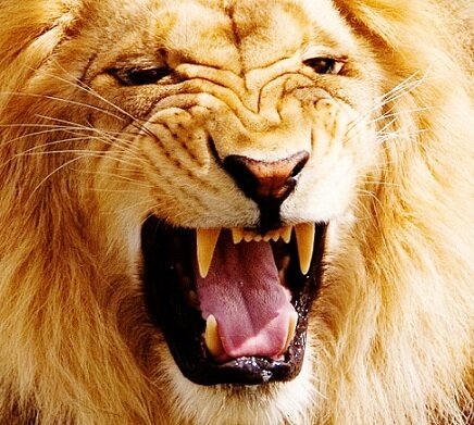lion pictures