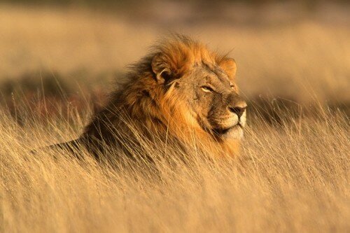 lion 