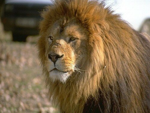 lion images