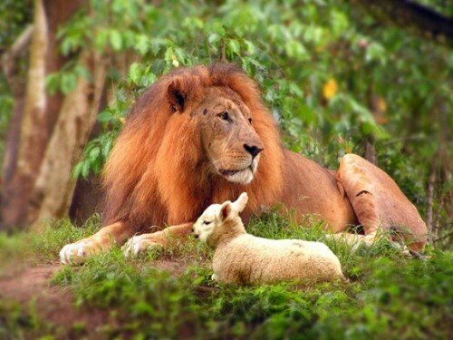 lion images