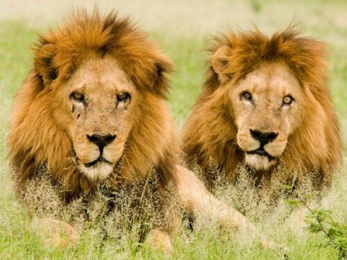 lion 