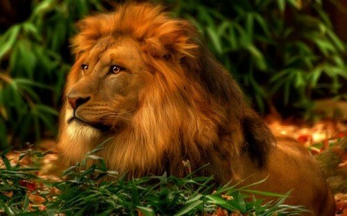 lion pictures