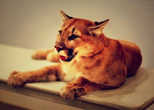 lion images