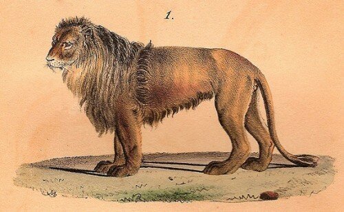 lion picture