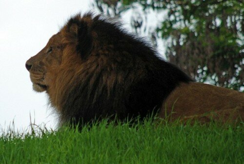 lion picture