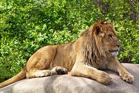 lion wallpaper