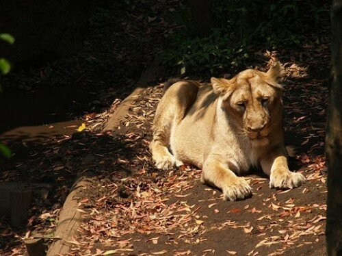 lion wallpaper