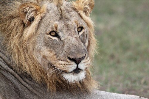 lion picture