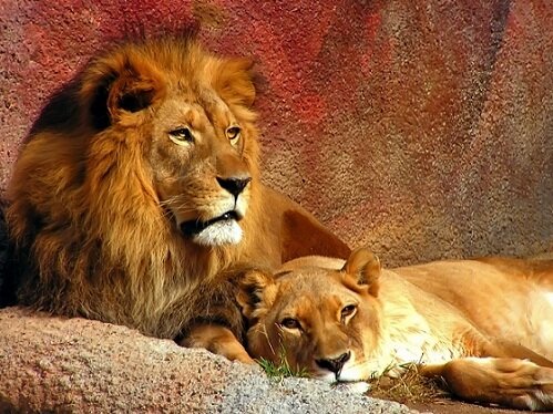 lion images