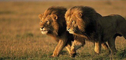 lion images