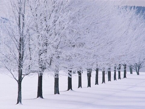 winter wallpaper