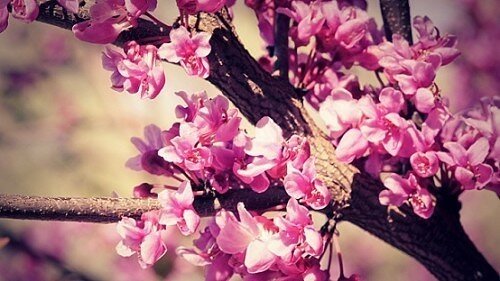tumblr backgrounds