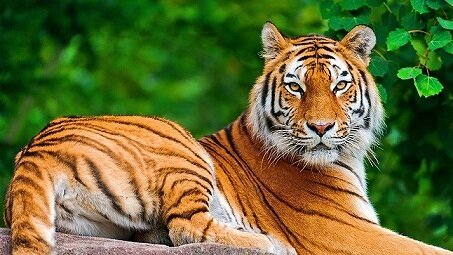 tiger pictures