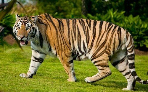 tiger pictures