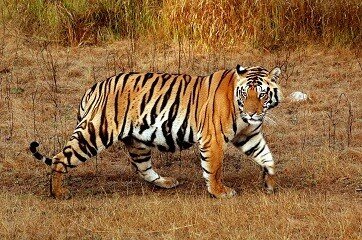 tiger images