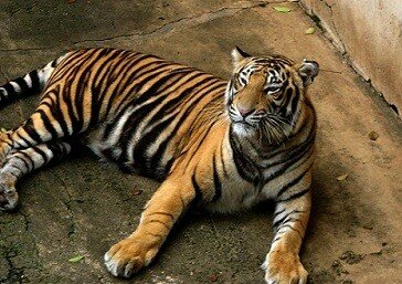 tiger images