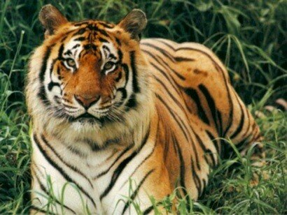 tiger images