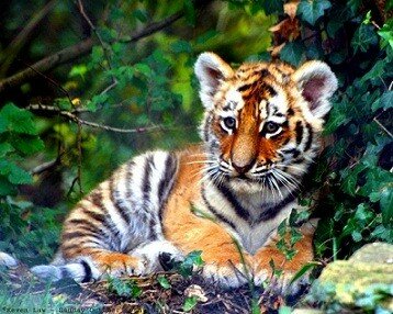 tiger pictures