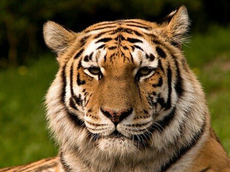 tiger pictures