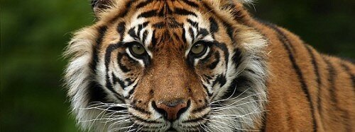 tiger pictures