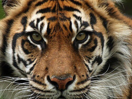 tiger pictures