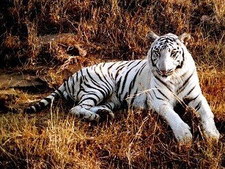 tiger
