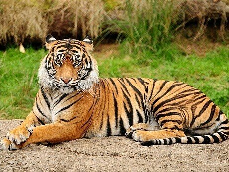 tiger pictures