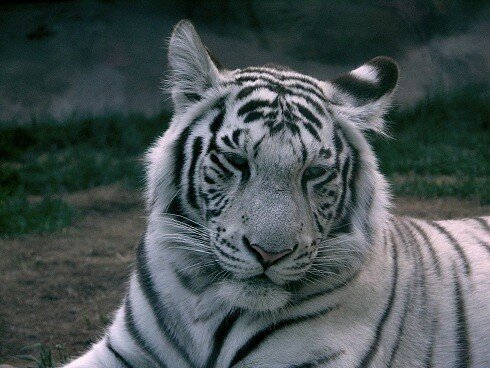 tiger images