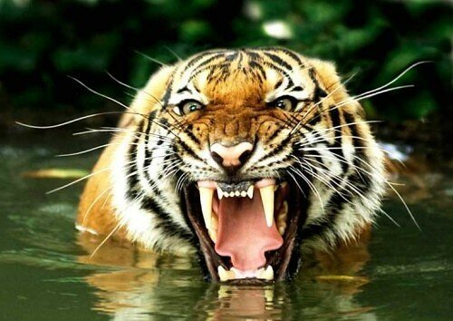 tiger pictures