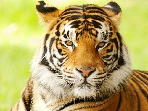 tiger pictures