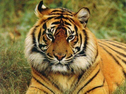 tiger images