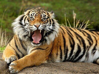 tiger pictures