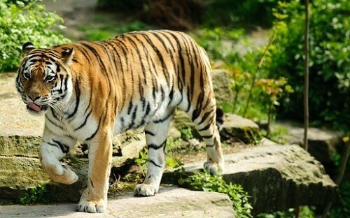 tiger pictures
