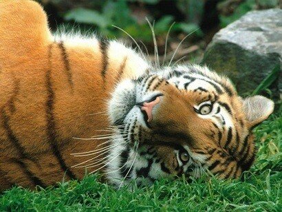 tiger images